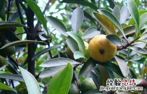山竹的繁殖方法 山竹繁殖方式