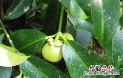 山竹的繁殖方法 山竹繁殖方式