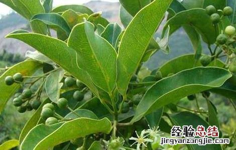 山竹的繁殖方法 山竹繁殖方式