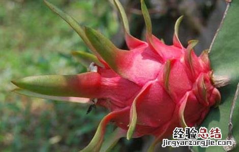 火龙果其实是仙人掌 火龙果是仙人掌的果实吗