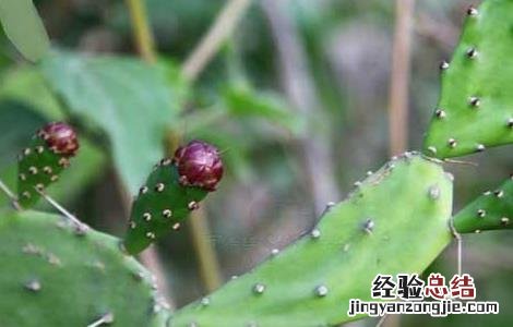 火龙果其实是仙人掌 火龙果是仙人掌的果实吗