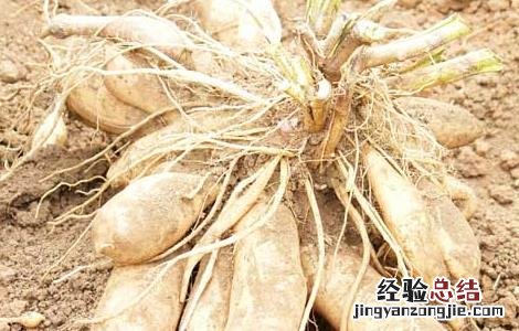 天山雪莲果怎么种植 雪莲果怎么种植