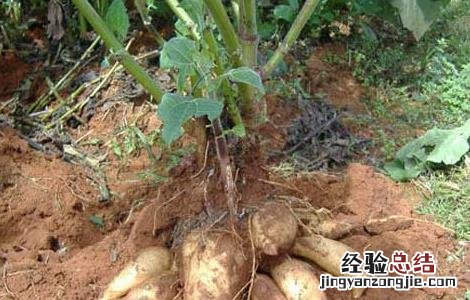 天山雪莲果怎么种植 雪莲果怎么种植