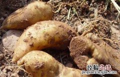 天山雪莲果怎么种植 雪莲果怎么种植
