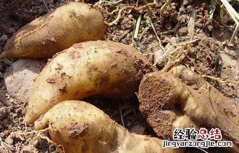 天山雪莲果怎么种植 雪莲果怎么种植