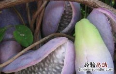野香蕉是香蕉吗 什么是野香蕉