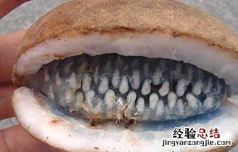 野香蕉是香蕉吗 什么是野香蕉