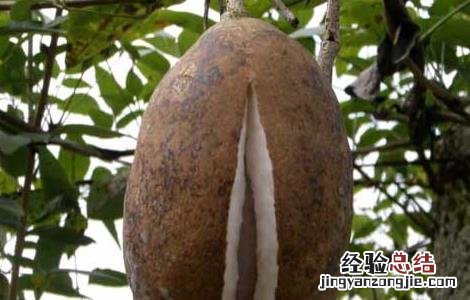 野香蕉是香蕉吗 什么是野香蕉