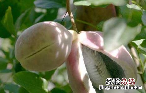 野香蕉是香蕉吗 什么是野香蕉