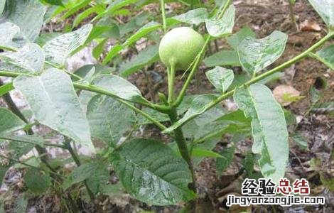 核桃树苗几年挂果好 核桃树苗几年挂果