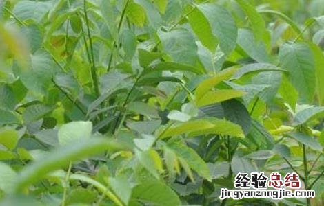 核桃树苗几年挂果好 核桃树苗几年挂果