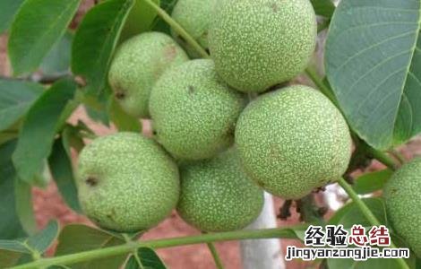 核桃树苗几年挂果好 核桃树苗几年挂果