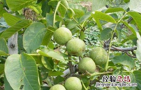 核桃树苗几年挂果好 核桃树苗几年挂果