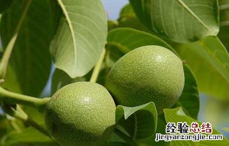 野核桃是不是核桃的一种 野核桃是不是核桃