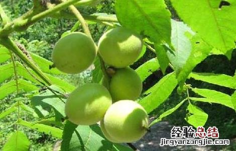 野核桃是不是核桃的一种 野核桃是不是核桃