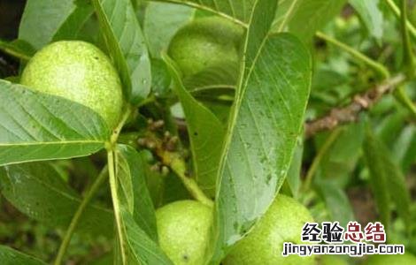 野核桃是不是核桃的一种 野核桃是不是核桃