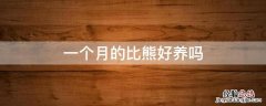 比熊一个半月好养吗 一个月的比熊好养吗