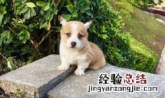 怎么给狗吃米饭好吃 怎么给狗吃米饭