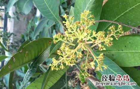 芒果盆栽種植方法图片 芒果盆栽種植方法