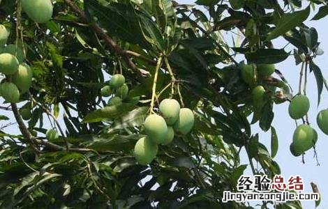 芒果盆栽種植方法图片 芒果盆栽種植方法