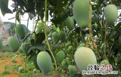 芒果盆栽種植方法图片 芒果盆栽種植方法
