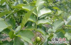 核桃苗育苗技术 核桃苗育苗技术培训