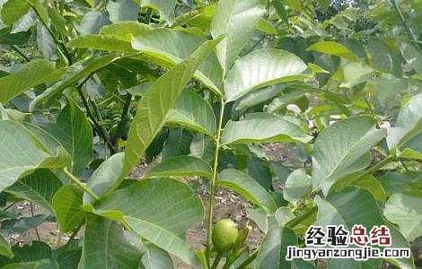 核桃苗育苗技术 核桃苗育苗技术培训