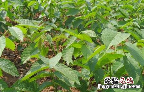 核桃苗育苗技术 核桃苗育苗技术培训