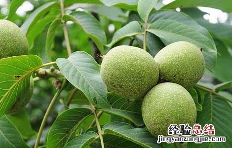 核桃苗育苗技术 核桃苗育苗技术培训