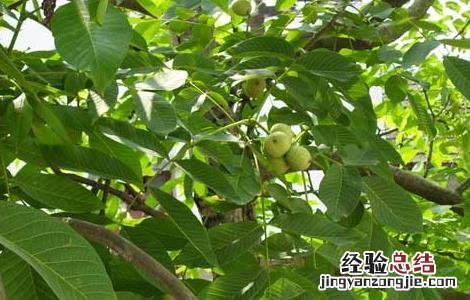 麻核桃长什么样子 麻核桃长什么样子图片大全