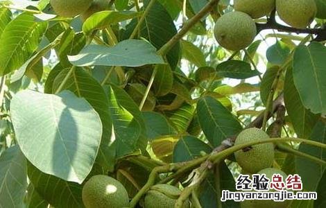 麻核桃长什么样子 麻核桃长什么样子图片大全