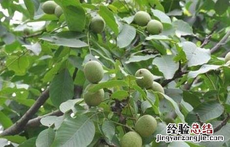 麻核桃长什么样子 麻核桃长什么样子图片大全