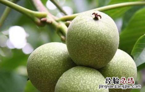 麻核桃长什么样子 麻核桃长什么样子图片大全