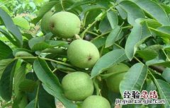 麻核桃长什么样子 麻核桃长什么样子图片大全