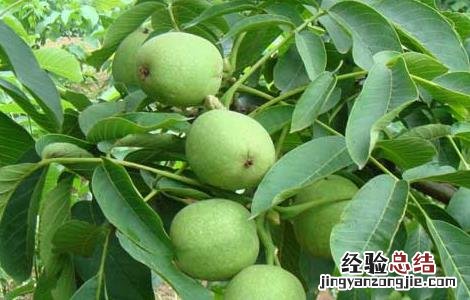 麻核桃长什么样子 麻核桃长什么样子图片大全
