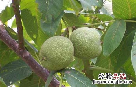 麻核桃长什么样子 麻核桃长什么样子图片大全