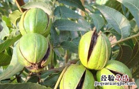 山核桃是什么核桃图片 山核桃是什么核桃