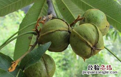 山核桃是什么核桃图片 山核桃是什么核桃