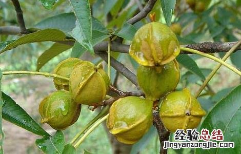 山核桃是什么核桃图片 山核桃是什么核桃