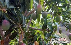 芒果怎么催熟不烂 芒果怎么催熟不烂皮