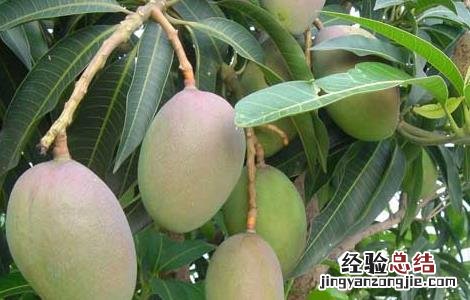 芒果怎么催熟不烂 芒果怎么催熟不烂皮