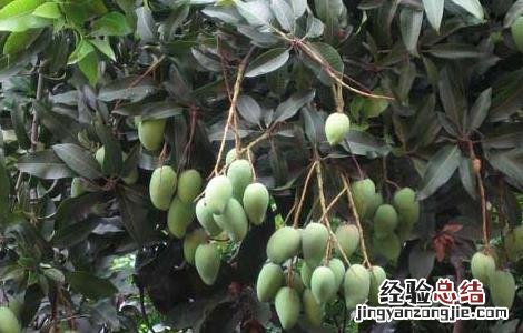 芒果怎么催熟不烂 芒果怎么催熟不烂皮