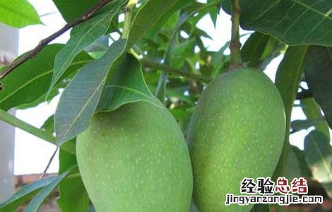 芒果怎么催熟不烂 芒果怎么催熟不烂皮