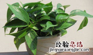 绿萝怎么会变黄 绿萝怎么都黄了