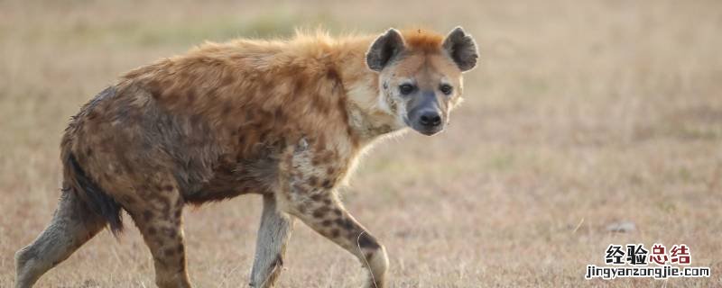鬣狗属于什么科 非洲二哥鬣狗属于什么科