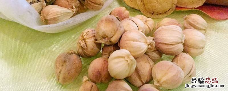 白蔻仁别名 白蔻仁又叫什么名