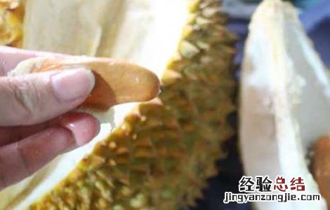 榴莲核能不能吃 榴莲的核可不可以吃