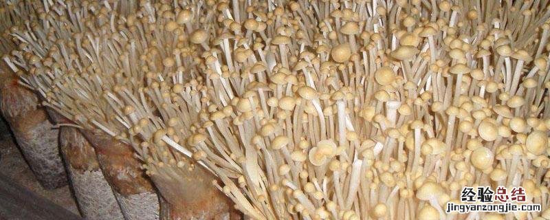 不用小苏打繁殖金针菇 如何繁殖金针菇