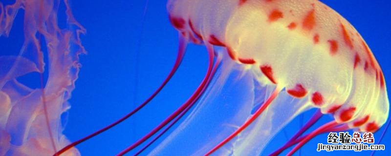 养小水母可以用自来水加盐 自来水加盐可以养水母吗