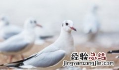 鸽肉怎么做好吃法 鸽肉怎么做